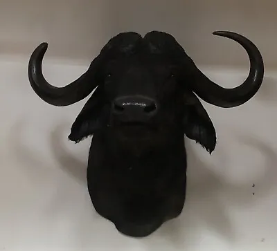 African Cape Buffalo Shoulder Mount Taxidermy. • $4200