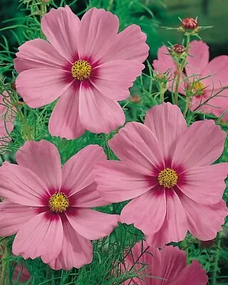 8x COSMOS BIPINNATUS GLORIA Plug Plants Preorder Del 20th Feb Onwards FREE P&P • £9.75