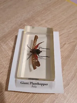 Giant Planthopper In Resin Block - Taxidermy Insect Paperweight • £10