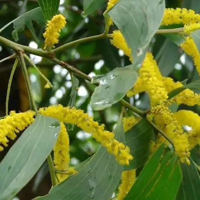 Acacia Auriculiformis - 50 Seeds - Earleaf Earpod Wattle • £1.50