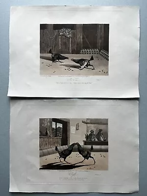 4 Cock Fighting Hand Coloured Aquatints By N Fielding 1853 Pubd R Ackermann • £50