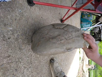 $500 • Buy Large Fully Intact Fossil Turtle