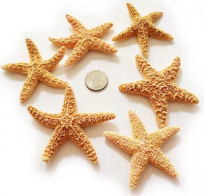 Set Of 6 Small Sugar Starfish 2-3  Beach Wedding Decor Nautical Crafts Coastal • $17.99