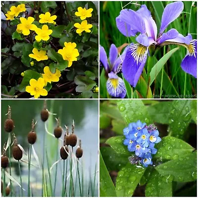 Various POND MARGINAL PLANTS Water Bog Aquatic 99.8% + FB 50 Plant Varieties • £3.50