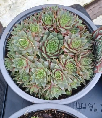 Large Potted Sempervivum Pink Flmaingo Tectorum Potted Plant • £6.50
