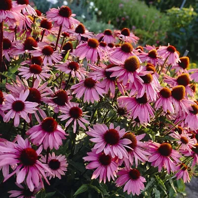 3 Echinacea Purpurea Coneflower Garden Flower Perennial Bare Root Plants • £10.95