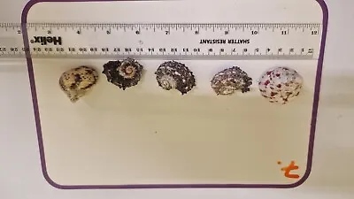 Hermit Crab Shells  WYSIWYG * Marine Aquarium* *Reef Safe*  Large Mixed Shells • £6