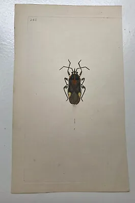 Late 18th Century Early 19th Century Hand Coloured Engraving Beetle Donovan • £25