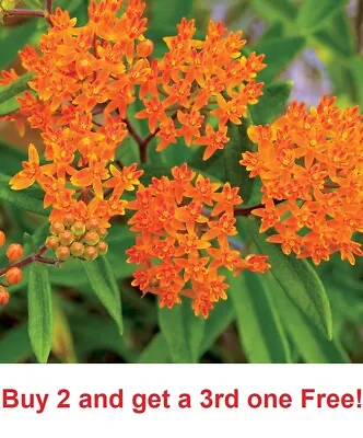 Orange Butterfly Weed Milkweed  100+ Seeds Asclepias Tuberose • $3.75