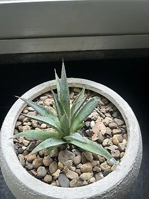 Agave Blood Spot Very Rare (mangave) • $220