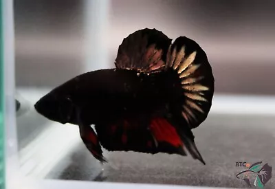 Black Copper Galaxy  Male Betta Plakat. Free Shipping • $48