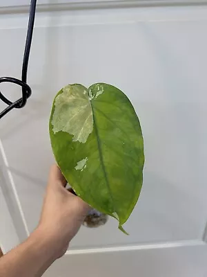 Syngonium Chiapense Variegated Rare No Monstera Philodendron • $81