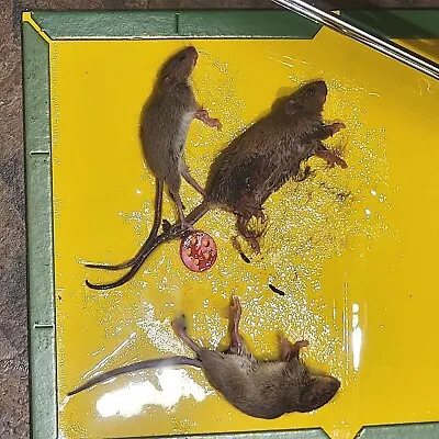 1-24 Mouse-Rat-Mice-Roach-Pest-Spider-Snake Glue Traps Super Sticky LARGE 8x12  • $6.95
