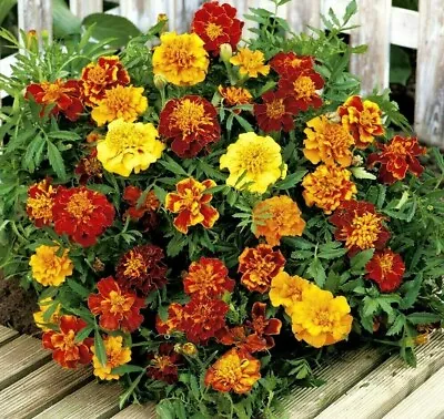 300 Seeds FRENCH MARIGOLD BONITA MIXED+4  FREE REUSABLE PLANT LABEL  • £0.99