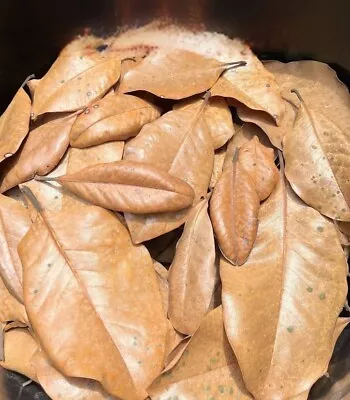 Magnolia Leaf Litter Leaves 100% Organic Pet Reptile Vivarium Frog 1 GALLON • $10