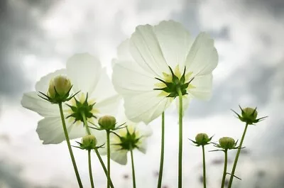 4 X Cosmos 'Purity' Plug Plants - Beautiful Flowers In White • £7.99