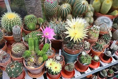 Flowering Cactus - The Collectors Mix -  30 Seeds • £1.89