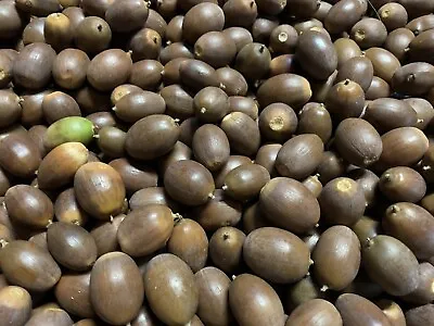 Garry Oak/Oregon White Oak Acorns. Approximately 1-1/2lbs Around 125. • $29.95