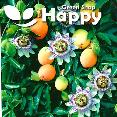 £1.19 • Buy PASSION FLOWER - 30 SEEDS - Bluecrown Passionflower - Passiflora - Vine Climber