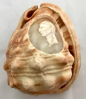 Victorian Large Conch Shell Cameo Of The Duke Of Wellington. • £192