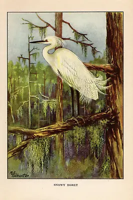 1926 Vintage TODHUNTER BIRDS  SNOWY EGRET  GORGEOUS Full COLOR Art Plate Litho • $15
