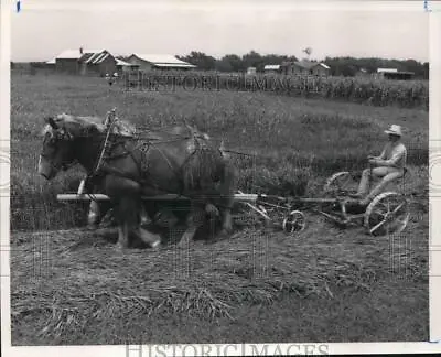 1988 Press Photo A George Ranch Farmhand Cuts Cane With A Horse-drawn Mower • $19.99