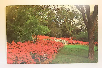 Postcard Azaleas Bloom Honor Heights Park Muskogee OK • $1.95