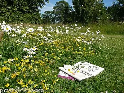 WILD FLOWER SEEDS MEADOW RARE MIX GRASS PREMIUM Mix 57 10g To 20kg • £2.25