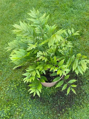 £115 • Buy Chinese Wisteria Plant Potted Bonsai Garden Patio Wisteria Sinensis (3)