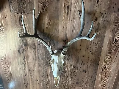 Dark Kansas Mule Deer Antlers Wild European Mount Real Skull Man Cave Cabin • $19.99