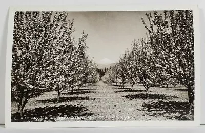 Rppc Oregon Hood River Apple Orchard And Mt. Hood Postcard O13 • $9.95