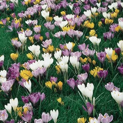 12 PRECHILLED Large Flowering Crocus Bulbs - Ready To Bloom Now! • $12.99