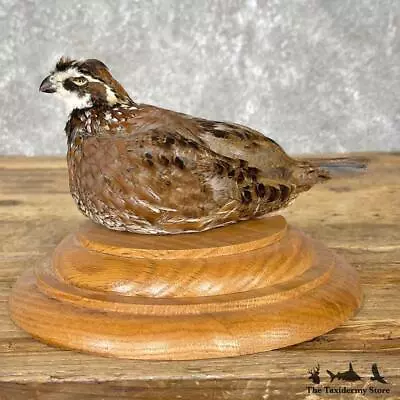 #24840 E | Bobwhite Quail Taxidermy Bird Mount For Sale • $420