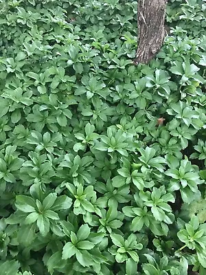 Japanese Spurge 95 - Pachysandra - Hardy Groundcover Pre-Order Plants For Spring • $65
