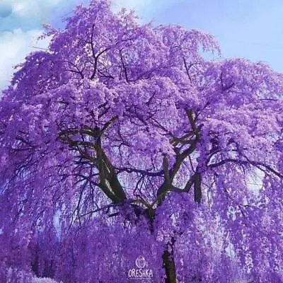 Jacaranda 30 PCS Fresh Seeds Tree Seeds • £7.68