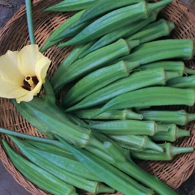 Vegetable Okra - Pure Luck F1 - Kings Seeds - 20 Seeds • £1.85