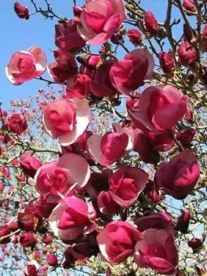 Yulan Magnolia Seed 20 Dark Red Magnolia Seeds Tree Tulip Lily Flower Magnolia • $2.48