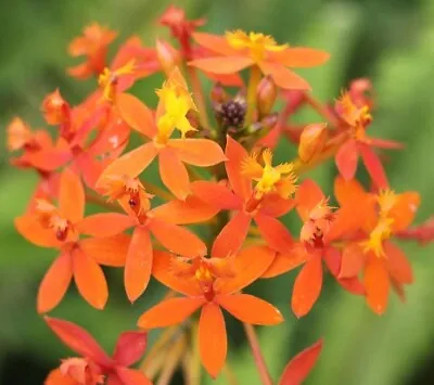 $9.99 • Buy Orange Crucifix Orchid 20 Seeds  (Epidendrum Radicans) Reed Stem Orchids