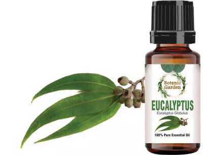 Eucalyptus Or Eucalyptus Globulus Oil For Cold Cough & Bronchitis 100% Pure Oil • $163.48