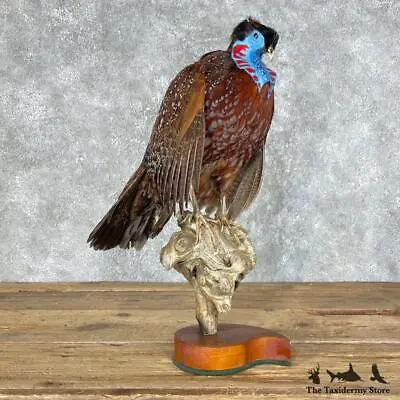 #25455 E | Temminck's Tragopan Pheasant Standing Taxidermy Bird Mount - Quail... • $1095