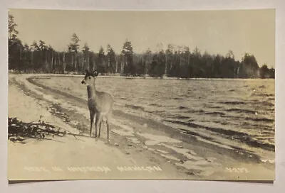 Vintage RPPC Postcard Deer In Northern Michigan Real Photo Unposted • $7.99