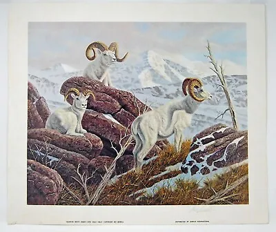 Bo Newell  Alaskan White Sheep  Art Print Bighorn Rams Mountains Vintage Signed • $29.99