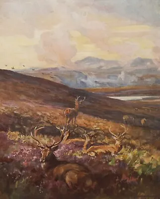 £23 • Buy Red Deer Resting In The Heather - Vintage Print 1927 By Lionel Edwards
