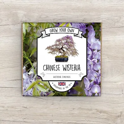 £4.99 • Buy Grow Your Own Chinese Wisteria Kit - Handmade In The UK - Seeds Guaranteed