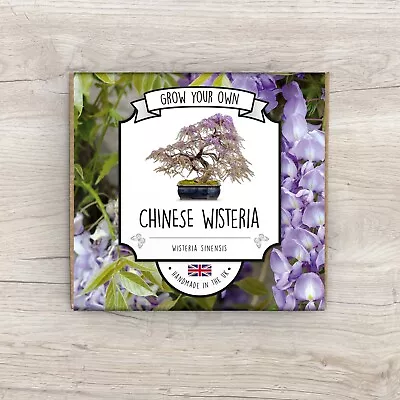 £4.99 • Buy Grow Your Own Chinese Wisteria Kit - Handmade In The UK - Seeds Guaranteed