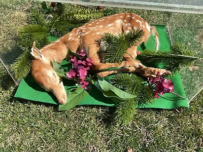 Vintage Taxidermy Fawn In Case • $250