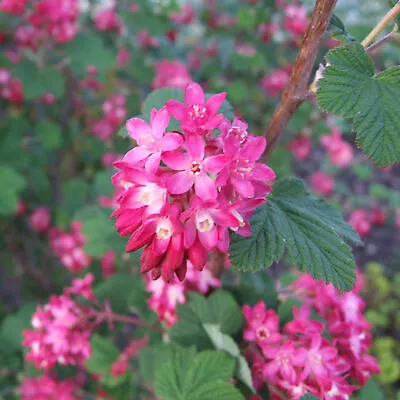 Ribes Sanguineum 'Pulborough Scarlet' Flowering Currant Deciduous Plant| 9cm • £9.99