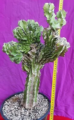 EUPHORBIA Kibwezensis CRESTED  - RARE Crested Euphorbia - Tree Like Crests • $190