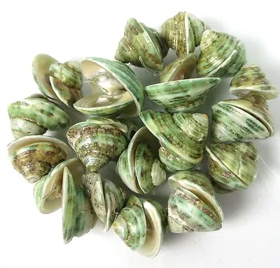 13-21mm Natural Green Turban Shell Beads 8  • $4.99