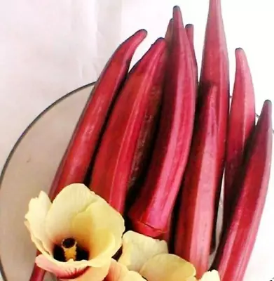 Okra Red Burgundy Spineless Seeds Vegetable Okra Burgundy Seed Red Colour Plant • £1.95